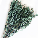 Dried Eucalyptus Greenery Stems, 20+ Pcs 16 inches Natural Long Lasting Eucalyptus Bundles for Vase Arrangements Home Decoration Photo Props Parties and Weddings, DIY Décor-Green 