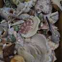 Fangoo 1.5 LB Mixed Sea Shells, 130+ PCS Beach Seashells Starfish Oyster Shells Various Sizes Ocean Seashells for Fish Tank Vase Fillers Beach Theme Party Wedding Decor DIY Crafts Home Decorations (Colorful-1)