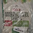 HOME GROWN 12,000+ Wheatgrass Seeds Bulk Pack(1.5 lb) Hard Red Winter Wheatgrass Heirloom, Sprouting for Juicing, Microgreens, Smoothies & Indoor Gardening(Triticum aestivum)