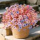 Fake Fall Mums Flowers Artificial for Outdoor Decoration 12 Bundles Faux Fall Mums Flowers for Outdoor Planters Silk Orange Daisy UV Resistant for Porch Front Door Patio Outside Yard Dcor (Blue Purple Pink White)