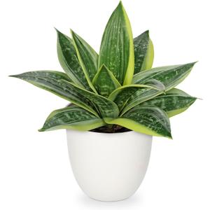 Hollyone Artificial Snake Plants 9" Faux Agave Succulent Plant Potted in White Pot Fake Sansevieria Aloe Tropical Plant for Desk Modern Office Home Bathroom Indoor Outdoor Decor (Green #3)