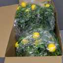 Tigeen 24 Pack Lemon for Decoration Fake Lemon Branches Artificial Vivid Yellow Faux Lemons Tables Centerpiece for Kitchen Stem Fruits for Home Spring Summer Decor