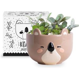 Koala Animal Ceramic Planter, 5 x 5 x 4 in., Exclusive Ceramic Animal Planters for Indoor and Outdoors, Cute Hand Painted Designed in Argentina, Convenient Drain Hole