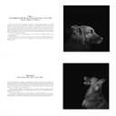 Abandoned: Chronicling the Journeys of Once-Forsaken Dogs