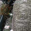 Puleo International 7.5ft Pre-Lit Slim Fraser Christmas Tree with 500 Clear Lights, 1453 Realistic Dense Branch Tips, Easy Setup Artificial Trees with Sturdy Metal Stand