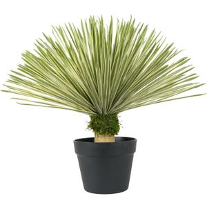 Artificial Agave Plant in Black Pot with Real Stone Pebbles, Large Fake Plants with Fake Green Moss, Faux Yucca Rostrata with Long Sword-Shaped Leaves for Indoor/Outdoor-23 Inches,1 Pack