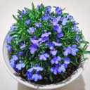 4 x Creeping Thyme Seeds for Planting - 21000+ Blue Creeping Thyme Seeds Non-GMO Perennial Flower Seeds Ground Cover Plant Landscaping, Easy to Grow (EXP 11/25/26)