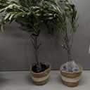 Riceshoot 2 Packs Artificial Olive Tree 3 ft Indoor Faux Olive Tree Tall Fake Silk Plant Potted with Handmade Woven Basket Arbol Artificial for Modern Home Office Living Room Garden Decor