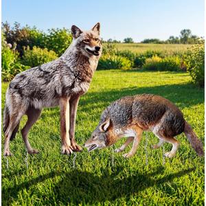 2 Pack Coyote Decoy 23.6 Inch Fake Predator Hunting Decoy with 6 Metal Stakes 2D Realistic Coyote to Scare Geese Deterrent Mouse Rabbits Small Animals Yard Ornament