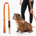 DF Co. Bungee Dog Leash | Strain Free & Shock Resistant for Control | Neoprene Padded Handle, Heavy-Duty Carabiner Clip, and D-Ring | Hi-Vis Orange, Size Regular