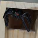 Spider Prank Box Gag Gift, Funny Surprise Gift Box Christmas White Elephant Gifts for Adults Men Women Birthday, Wooden Jump Scare Toys for Kids Ages 3-5-7 4-8-12 Year Old Boys Girls Stocking Stuffers (Small)