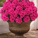 Artificial Flowers for Outdoors 6 Bundles of UV-Resistant Artificial Geraniums, Realistic Silk Flowers for Front Porch, Patio, Garden, Window Boxes & Hanging Baskets (Fuchsia, 6)