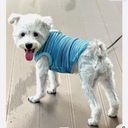 Breathable Dog Mesh Clothes with Loop, Lightweight Pet Shirt for Walking and Travel, Stylish Spring Summer Outfit for Small Dogs, Blue, L