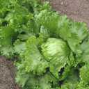 5 x Seeds Crisphead Lettuce Iceberg Green Salad Buttercrunch Heirloom Vegetable Non GMO, BBD 2029