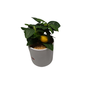 Fake Plants Artificial Tropical Plants Indoor in White Pot for Home Office Desk Accessories Bathroom Sage Green Decor Lemon