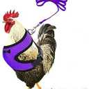 Chicken Harness and leashset,Duck Harness Adjustment Mesh, Purple S
