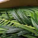 4ft Tall Triple Golden Cane Palm Artificial Tree Large Tropical Palm Tree UV Resistant Fake Plant in Pot for Indoor Outdoor Big House Living Room Outside Patio Office Home Decor 1Pack