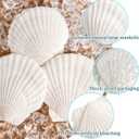 36 PCS Clam Shells for Crafts,2.4''-2.8'' Natural Scallop Shells,Large Seashells for Crafts,Themed Party and Home Decor