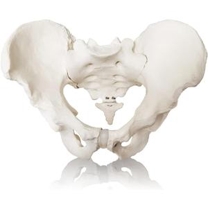 2024 New Life Size Pelvis Model Anatomy Model for Science Education and Medical Study