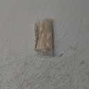 Bali Women's Seamless Hi-cut Panty, Comfort Revolution Microfiber Brief, Full Coverage Underwear (7, Light Beige)