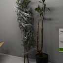 5FT Artificial Olive Tree with Realistic Trunk & Lifelike Fruits  Faux Silk Plant for Indoor Home & Office Dcor
