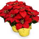 Creative Displays Large Premier Silk Poinsettia Plant Christmas Decorations, Amazingly Lifelike & Realistic, 17" x 15" (2 Pack) (Red)
