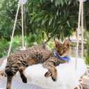 Cat Window Perch for Large Cats - Hammock Bed for Heavy Indoor Cats - Solid Wood Seat, 5 Strong Suction Cups, Soft Cushion - Rustic Shelf for Pets Inside (Brown/White)