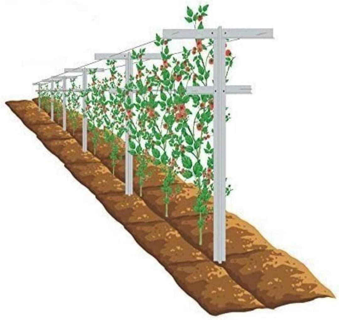 MRGARDEN 7-Feet Grape Vine Trellis 2pcs for Raspberry, Grape Vines, Outdoor Climbing Plants, Heavy Duty Fiberglass Stake Vineyard Trellis Rust-Proof, Easy to Install Garden Trellis