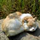 Realistic Orange Bicolor Sleeping Cat Figurine - Furry Kitten Statue, Lifelike Kitty Home & Office Decor, Collectible Gift, Photo Prop