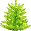 Vickerman 2' x 20" Lime Artificial Christmas Tree with 50 Lime LED Lights.