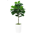 Fiddle Leaf Fig Tree Artificial 5FT - Faux Fiddle Leaf Fig Tree with White Tall Planter - Fake Ficus Lyrata Floor Plant Potted - Artificial Fig Tree for Home Office Living Room Decor Indoor