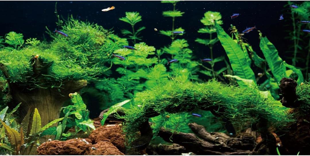 AWERT 24x16 inches River Bed & Lake Fish Tank Background Seagrass Aquarium Background Aquarium Background Vinyl Background