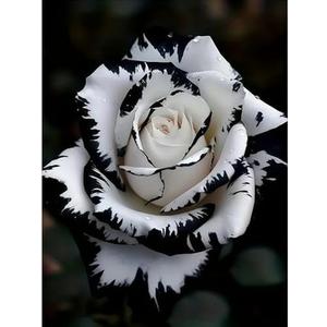 Diamond Painting Kits for Adults, White Rose Flower Diamond Art Kits JK779-1