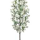 Aphighjoy Artificial Olive Tree 6FT,Tall Faux Olive Tree for Indoor,Fake Potted Olive Plants with Silk Leaves and Lifelike Fruits for Home Office Living Room Decor（1 Pack） 