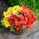 INSPRING Artificial Fake Flowers for Outdoors Spring Decoration, 3 Bundles Realistic Faux Azalea Plants Flower UV Resistant Silk Flowers for Outside Outdoor Planter Porch Patio Yard Garden Home, Mix