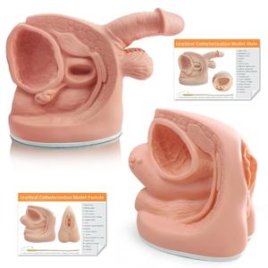 Male and Female Catheterization Models Internal and External Genital Anatomy Models for Clinical Teaching and Medical Education Training Practice, 2 Pieces
