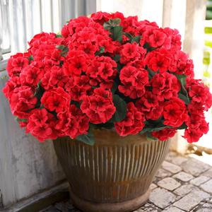 Hananona 12 Bundles Artificial Geranium Flowers for Outdoors Silk Geranium Flowers Outdoor UV Resistant Garden Plants Faux Flowers for Home Kitchen Table Centerpieces Decor (12, Red) Hananona 12 Bundles Artificial Geranium Flowers for Outdoors Silk Geranium Flowers Outdoor UV Resistant Garden Plants Faux Flowers for Home Kitchen Table Centerpieces Decor (12, Red)
