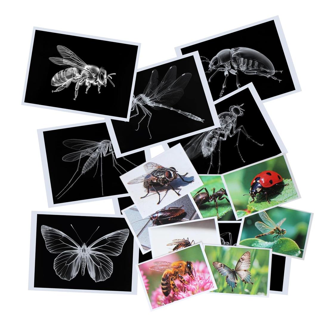 Thematic Animal X-Rays, Set of 16, Simulation Specimen, Science Education Materials for Kindergarten & Preschool, Light Table Accessories, Montessori & Reggio-Inspired (Insects)