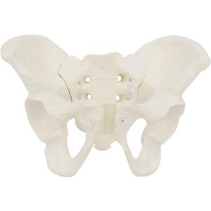Size Female Pelvis Model, Flexible Anatomy Model, Hip Bone Pelvic Anatomical Model for Science Education Midwife, as the picture shows