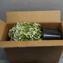 Set of 2 Artificial Boxwood Topiary Ball Trees for Front Door - Realistic Faux Aglaia Odorata Bush with Pot, Fake Eucalyptus Leaves Potted Plants for Porch Farmhouse Outdoor Decor (White-Green)