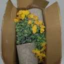 2 Pack Small Fake Plants Potted Artificial Plants Artificial Flowers Potted Faux Flower Daisy with Eucalyptus Leaves for Home Decor Office Room Farmhouse Indoor Table Bathroom Decor（Yellow）