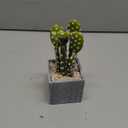 Cactus Artificial Plants in Gray Pots, Realistic Faux Cactus Potted Dcor for Home, Office, Kitchen, Living Room, Desk, Shelf, and Indoor Decoration (Oblate) (Grey Green-br09)