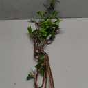 CISDUEO 3 Pcs Artificial Greenery Stems Branches for Vases Faux Branches with Leaves and Mini Red Berries 33" Fake Ficus Twigs for Office Wedding Shop Tall Vase Fillers Table Centerpieces Decoration