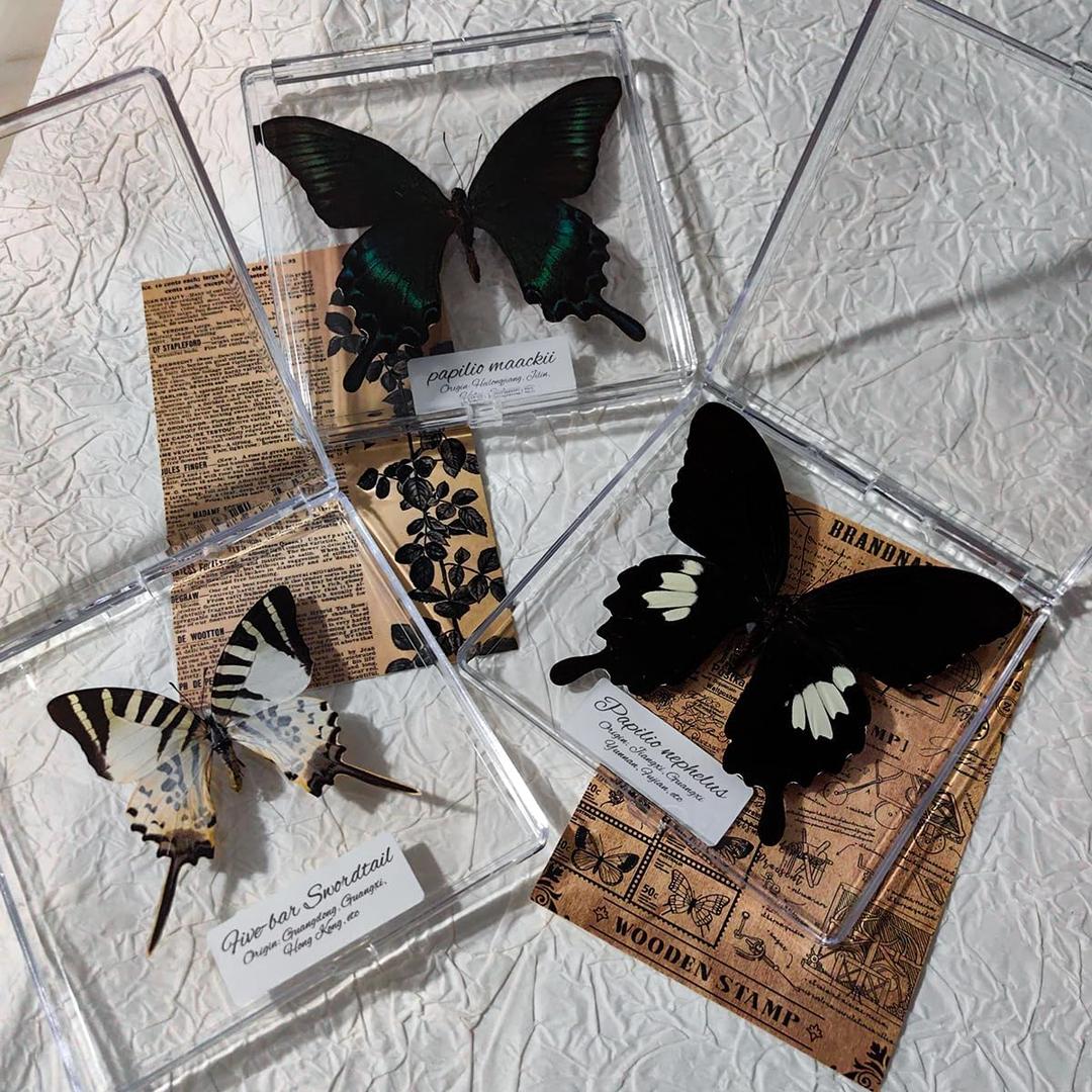 8pcs Handcrafted Framed Real Butterfly Artwork: Stunning Decor and Gift for Home, Office, Birthday, Gallery, Classroom, Science Fair and More