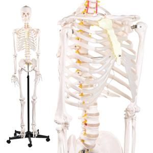 72.83 Inch Life Size Human Skeleton Model for Anatomy, Anatomically Correct Skeleton with Detachable Skull & Movable Arms Legs, Medical Study Teaching Tool & Halloween Skeleton Decoration