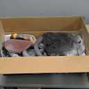 GEVEELIFE Drywall Sander, 880W 7.33A Electric Drywall Sander with Vacuum Dust Collector, 5 Variable Speed 1000-2100RPM, LED Light, Foldable & Extendable Handle, 12 Sanding Discs