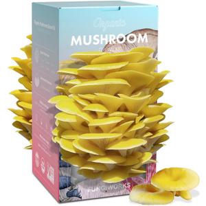 Organic Edible 4lbs Golden Oyster Mushroom Growing Kit, Made in USA, Double-Side Mushroom Grow Kit Indoor, Harvest Gourmet Mushrooms in 10 Days, Top Gardening Gift, Holiday Gift