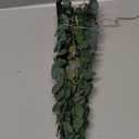 1 Pcs Dried Eucalyptus Stems 17" Real Eucalyptus for Shower Hanging 100% Made from Fresh Leaves, Wedding, Home, Farmhouse, DIY Spring Decor