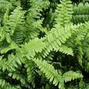 2 Pack Home Comforts Forest Day Nature Plant Leaf Sun Fern Green-20 Inch By 30 Inch Laminated Poster With Bright Colors And Vivid Imagery-Fits Perfectly In Many Attractive Frames