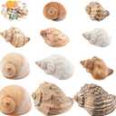 11PCS Hermit Crab Shells | Natural Sea Conch Size 1.5"-3.5" | Growth Turbo for Small to Medium and Large CrabsSaltwater Hermit Crab Supplies and Sea Shell for Beach Decor,Get 1 Pack of Small Shells